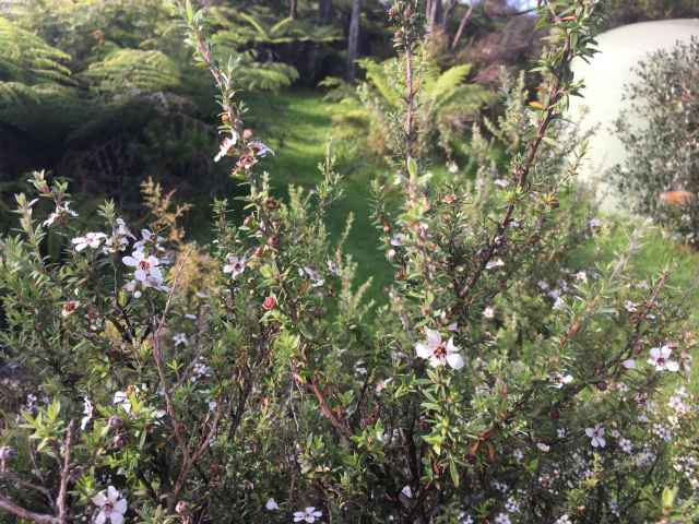 Manuka Flower